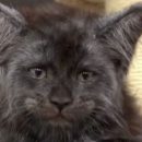 Котенок с человеческим лицом стал главной звездой соцсетей Котенок с человеческим лицом стал главной звездой соцсетей